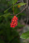 Fragrant sumac